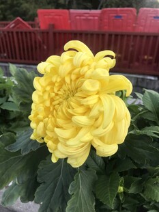 金黄菊花绽放