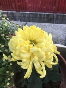 黄色菊花盆栽