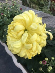 金黄菊花绽放