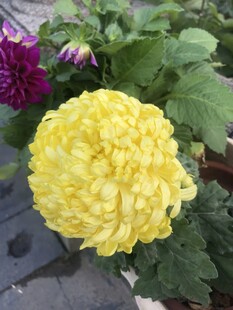 黄色菊花绽放