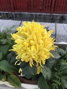 黄色菊花绽放