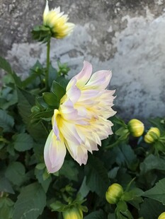 大丽花