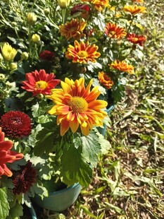多彩菊花绽放