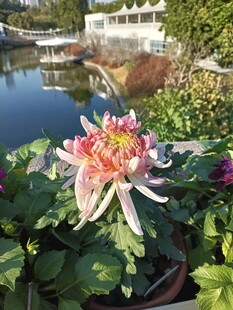 多彩菊花