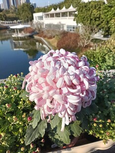 粉色菊花