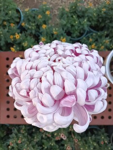 粉色大朵菊花