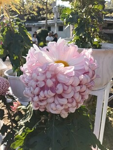 大丽花绽放