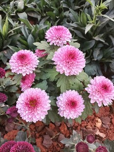 粉色菊花绽放