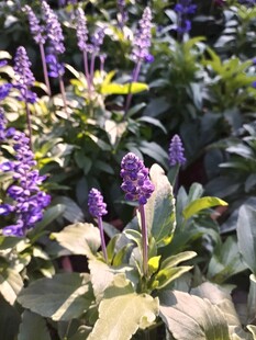 紫色花卉