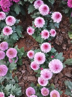 粉色菊花绽放