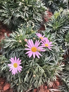 紫色小花绽放