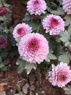 粉色菊花绽放