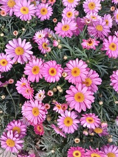 缤纷紫菊绽放