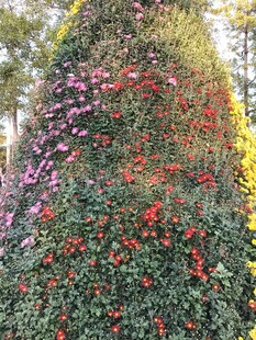 多彩花卉组