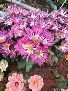 多彩菊花绽放