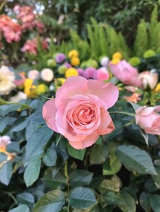 玫瑰绽放花丛