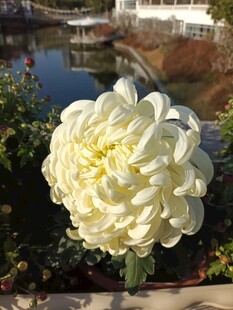 白色大丽花