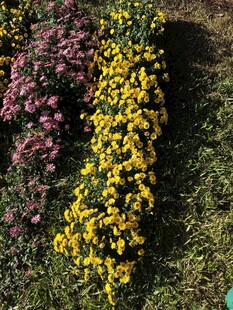 多彩菊花绽放