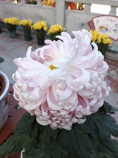 娇艳粉菊绽放