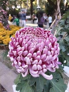 粉紫色菊花