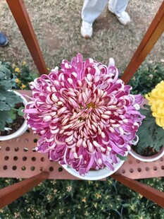 多彩菊花绽放