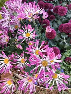 粉色菊花绽放