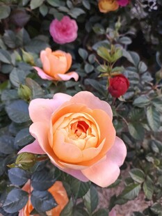 玫瑰花