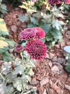 红色菊花