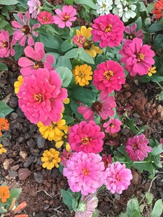 多彩花卉绽放