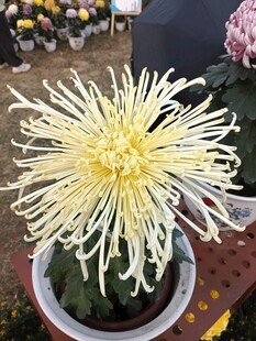 丝状菊花