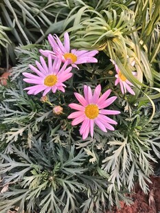 粉色雏菊绽