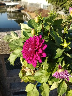 粉色花朵