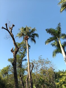 棕榈树