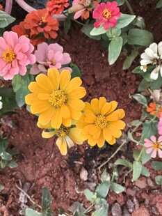 多彩花卉绽放