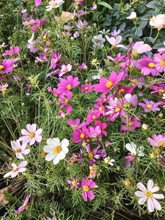 缤纷格桑花