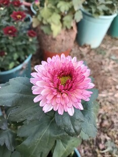 娇艳粉色菊花