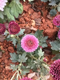 多彩菊花绽放