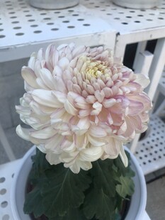 淡雅白菊绽放