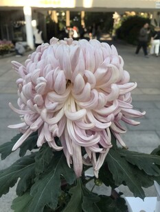 粉色菊花