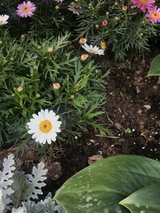 美丽雏菊