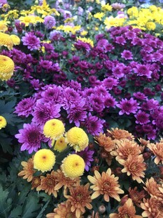 多彩菊花绽放