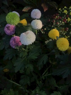 多彩菊花绽放