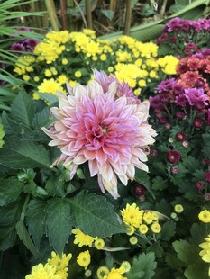 多彩菊花绽放