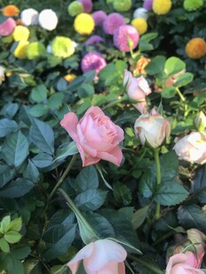 多彩花卉绽放