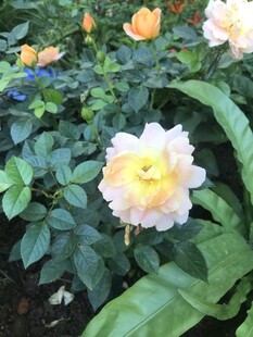 多彩月季花
