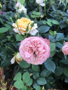 盛开玫瑰花