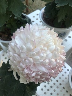 粉白菊花