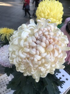 白色菊花