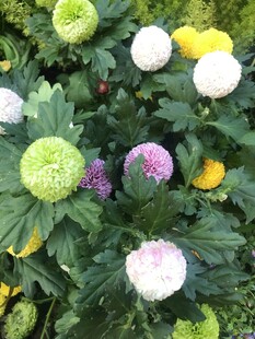 多彩菊花绽放