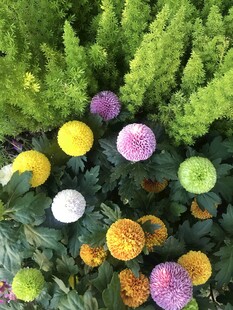 多彩菊花绽放